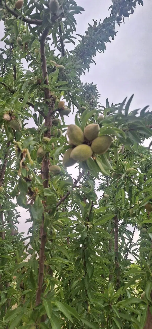 عقیل اباد  باغ میوه