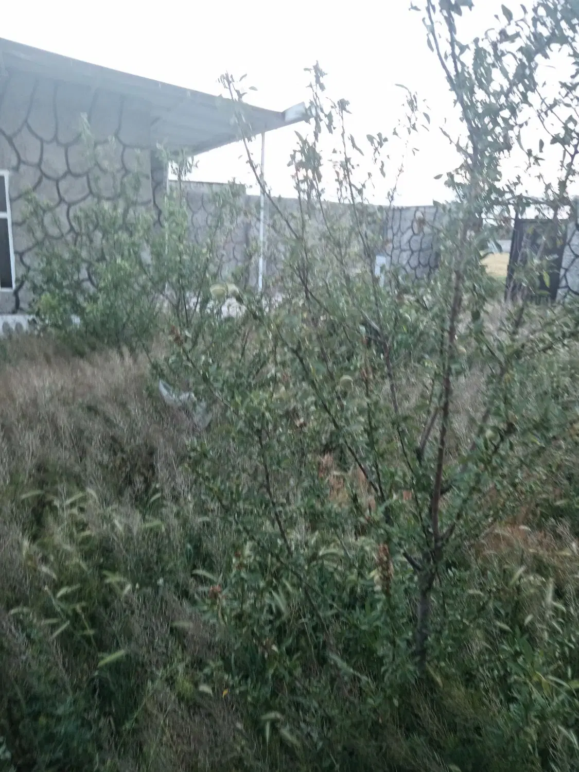 ویلای نقلی آماده  باغ معروف