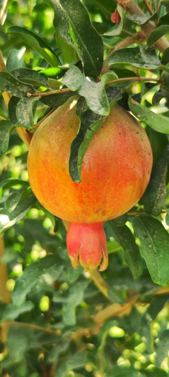 زمین زراعی تبدیل شده به باغچه