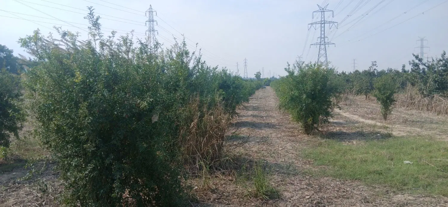 زمین باغ انار