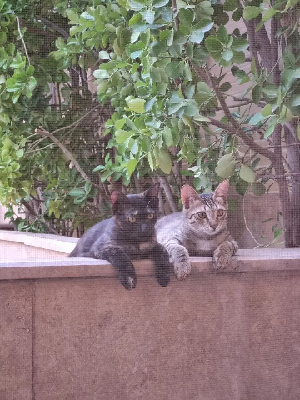 خانه مسکونی