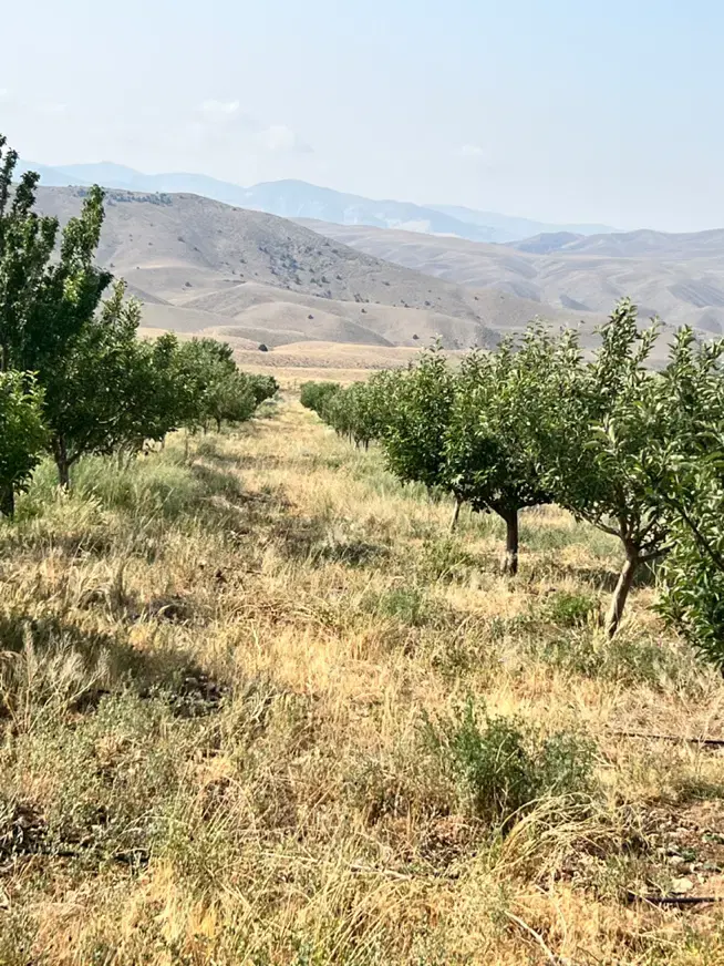 فروش باغ  مزرعه