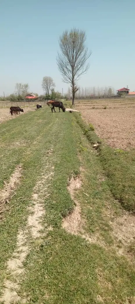 زمین مسکونی