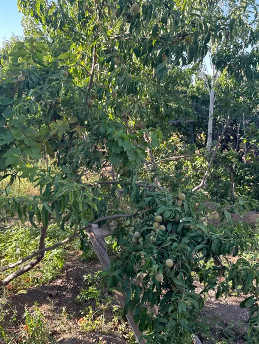 باغ زیبا وشنوه
