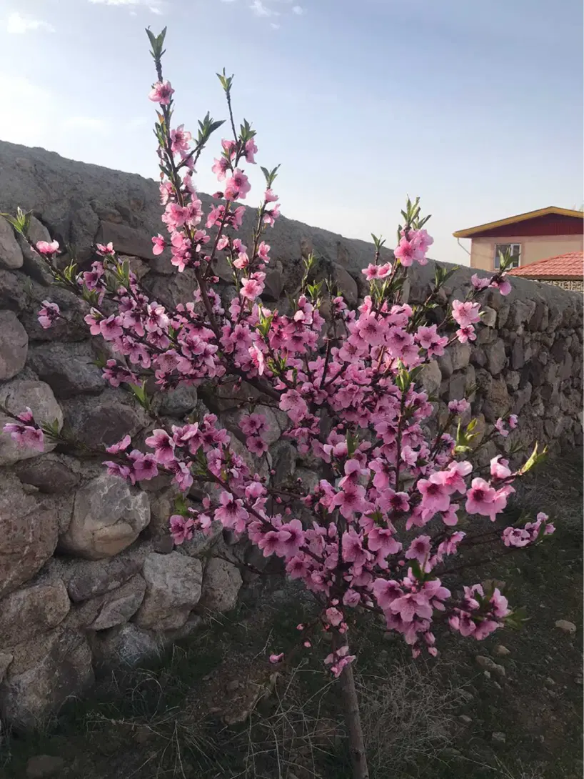 باغ
