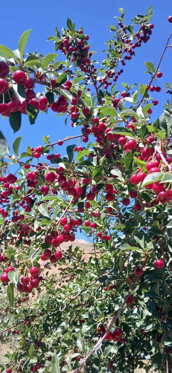 باغ میوه
