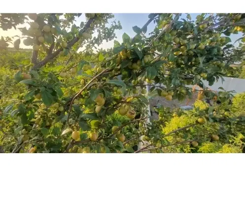 باغ چهاردیواری اتاق چاه آب