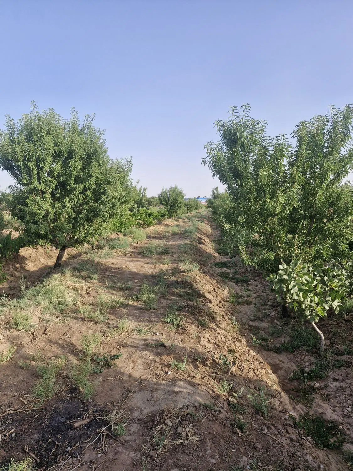 باغ ۹۰۰۰ متری سنددار با حق آب