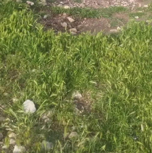 زمین چاسرا