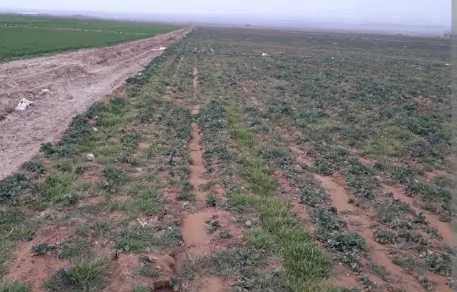 زمین مسکونی خیابان دستغیب