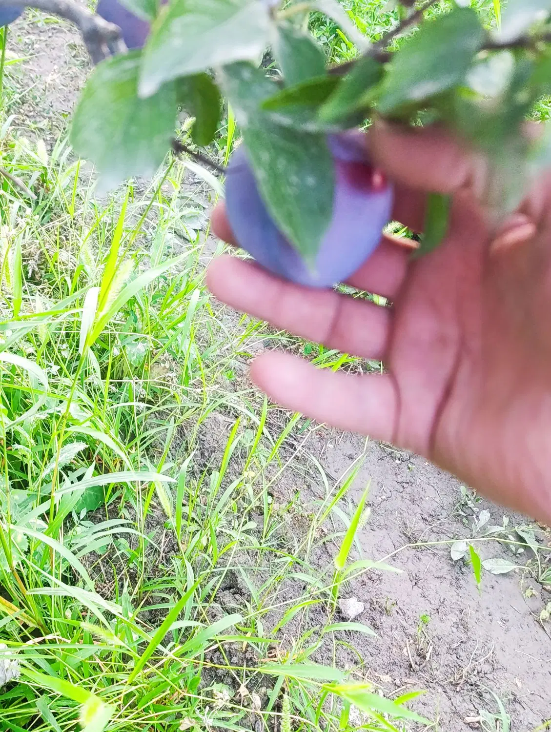 باغ آلو در گردآباد