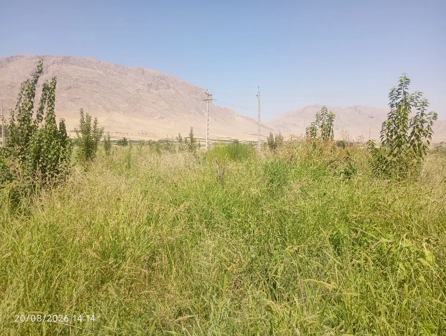 باغ فروشی دوساله در بیستون چمچمال