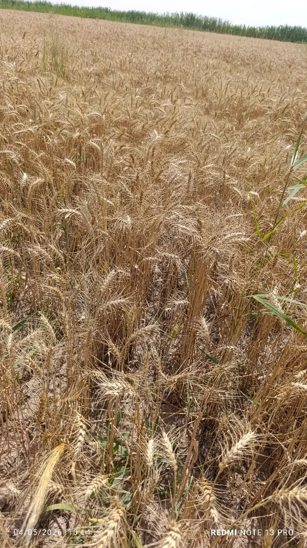 خوزستان شهرستان شادگان 375هکتار زمین کشاورزی