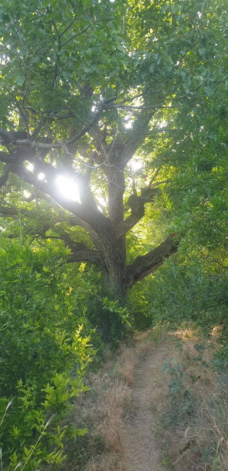 یک عدد باغچه در محمودیه چمران شیراز