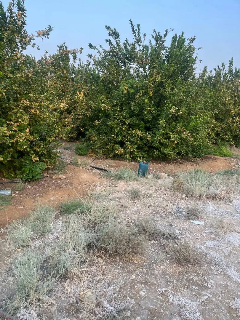 فروش باغ