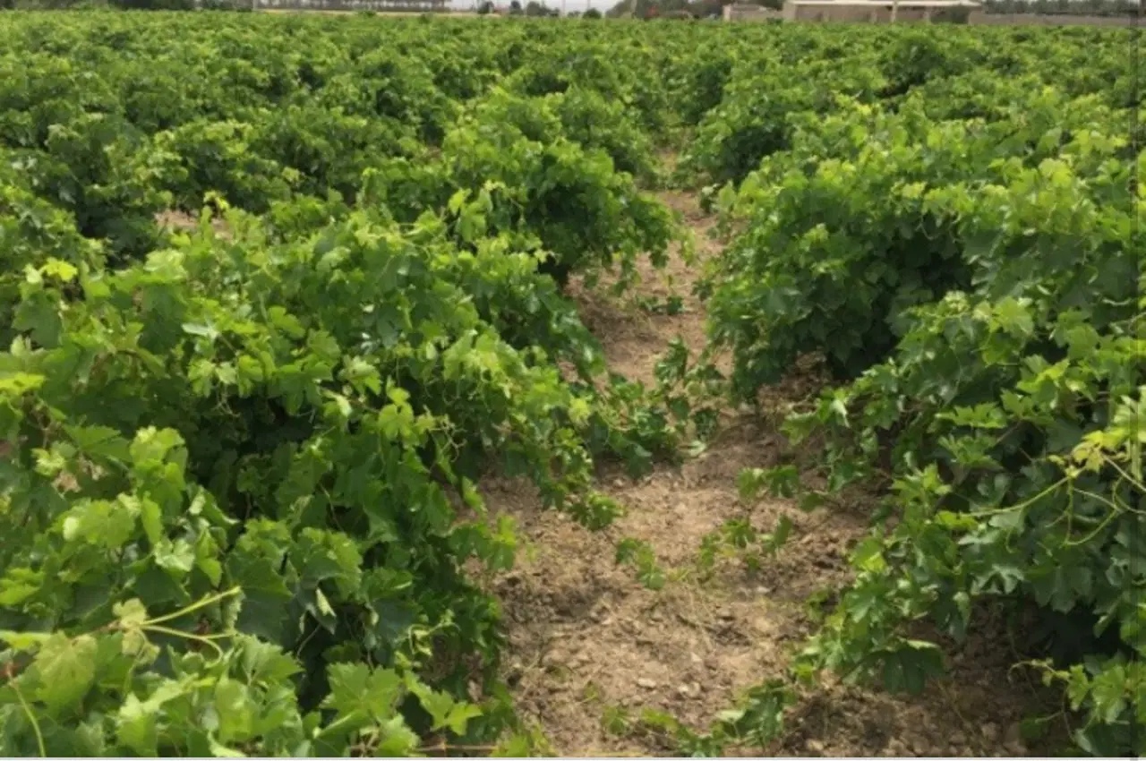 ۶ هزار متر باغ انگور ،، روستای نمازگاه