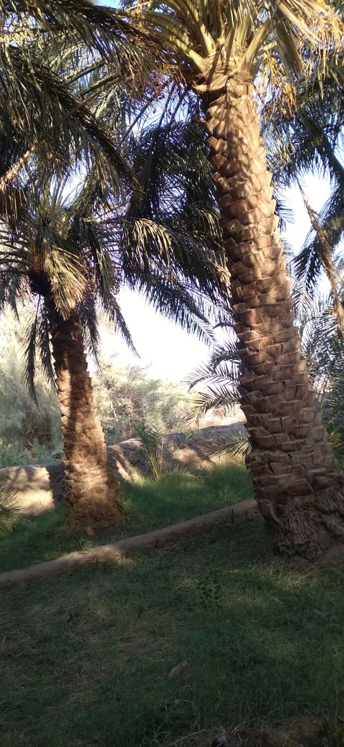 باغ خرما بم دارستان