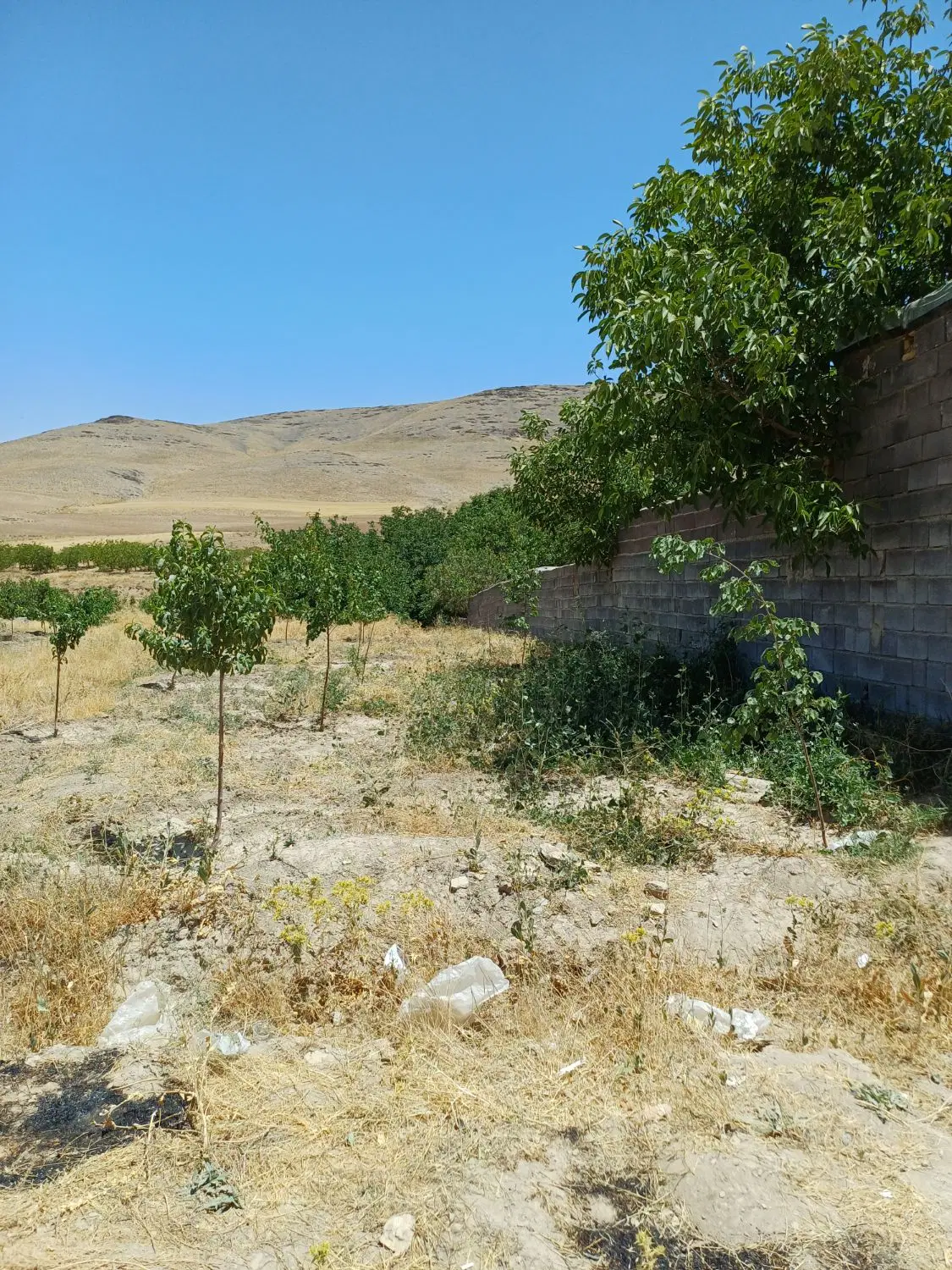 فروش باغ و زمین