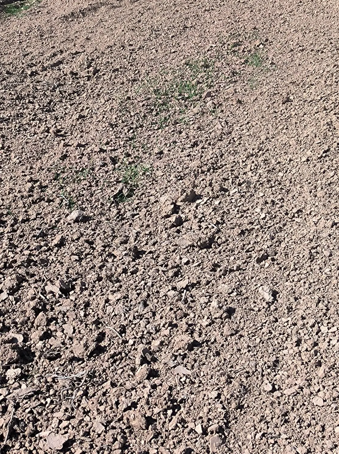 زمین کشاورزی حومه ایلام اجاره میکنم