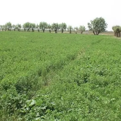 ده هکتار زمین کشاورزی