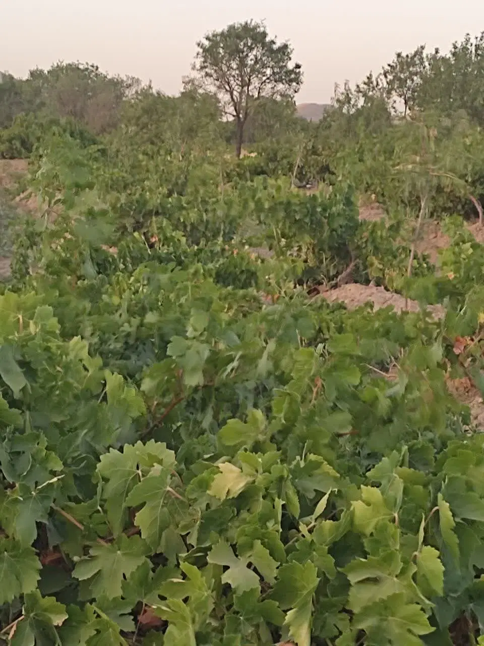 زمین باغی