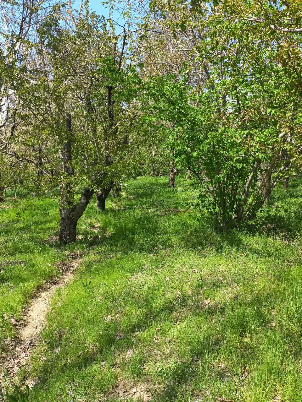 باغ روستای گردشگری الولک قزوین