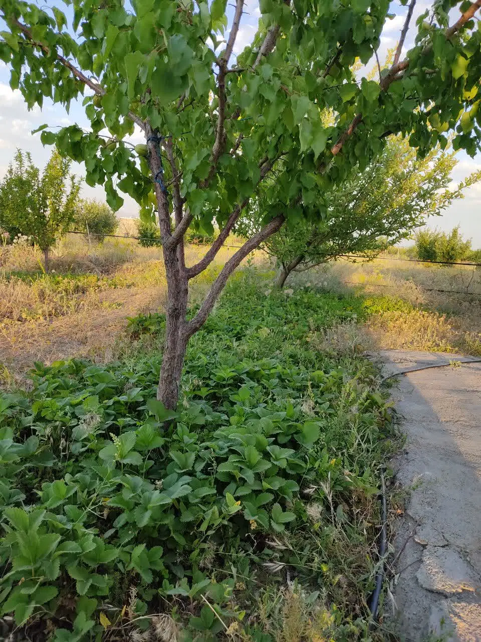 باغ پردیس عباس آباد تک برگ