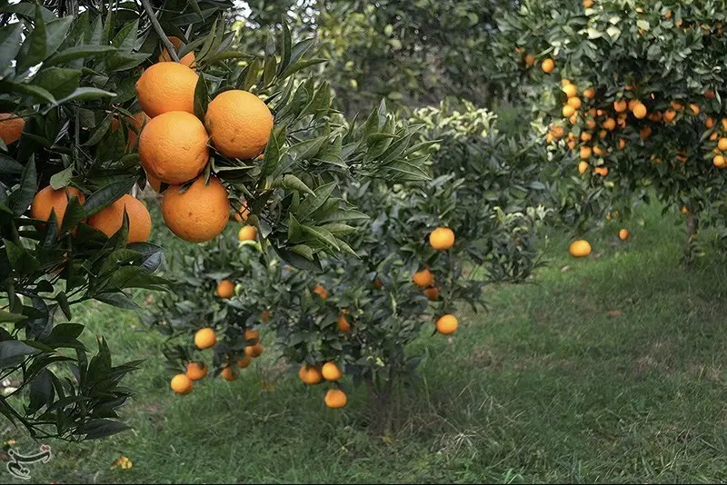 زمین به متراژ ۲۰۰۰ متر