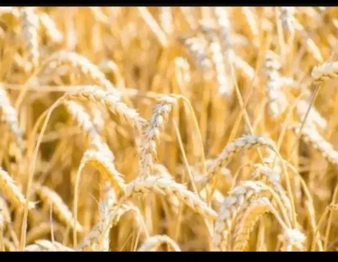 فروش زمین کشاورزی دیم روستا خیرآباد
