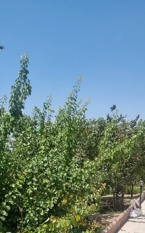 ۳۲۰مترباغ ویلا_نیمه ساز_اسفهران