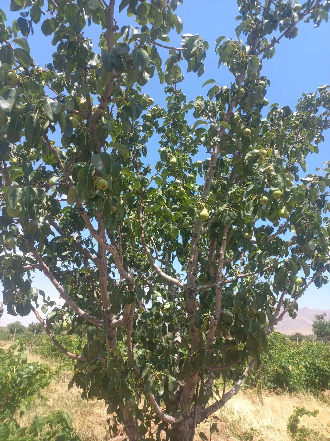 باغ انگور