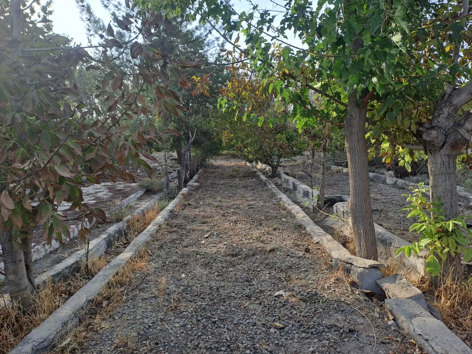 باغچه با درختان قدیمی