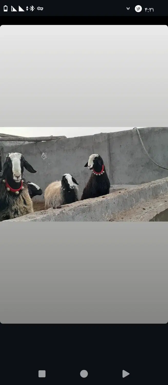 زمین ال یاسین ۱۵۵متر