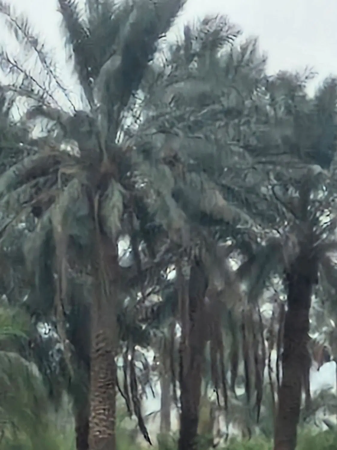 زمین کشاورزی