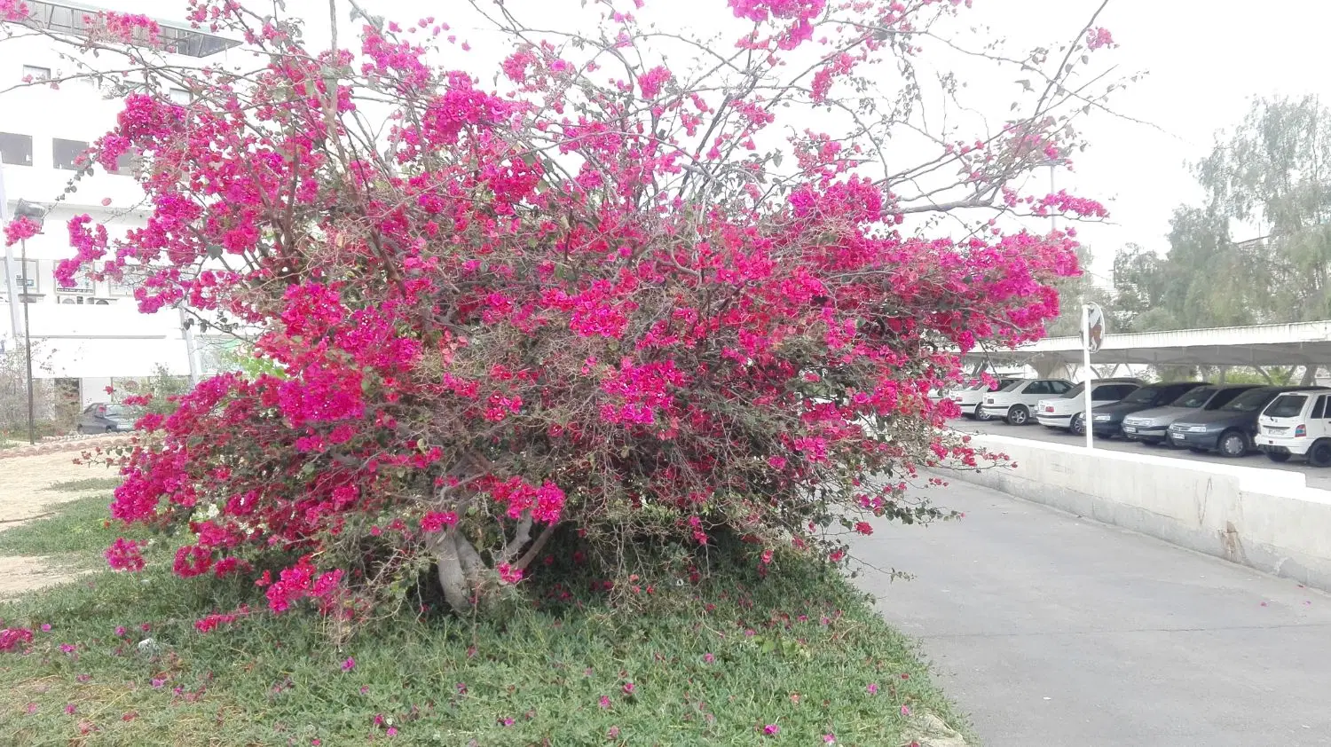 زمین ۲۰۰ متری خوش قواره