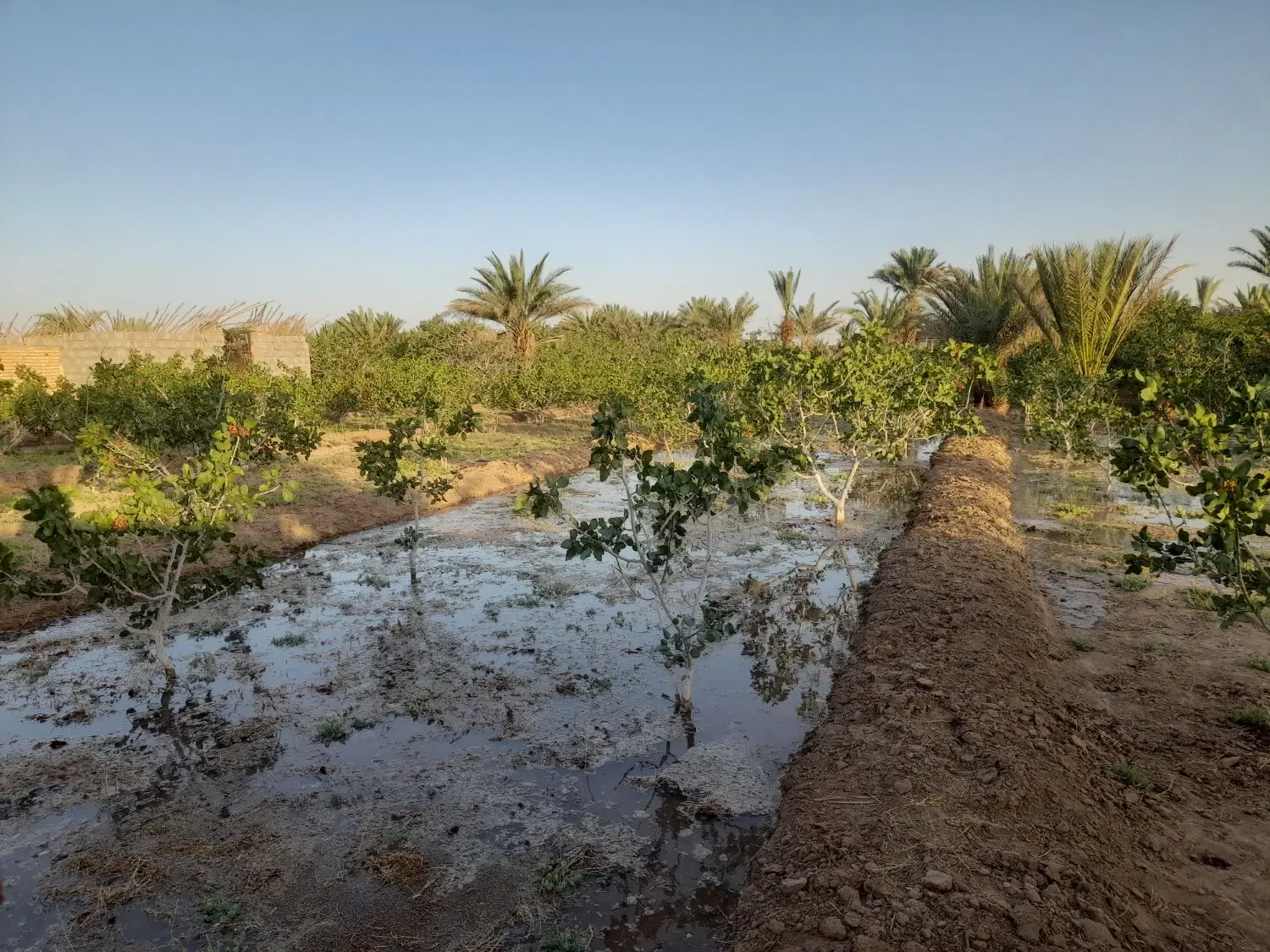 فروش زمین کشاورزی وزمین خونه باغ باقر آباد