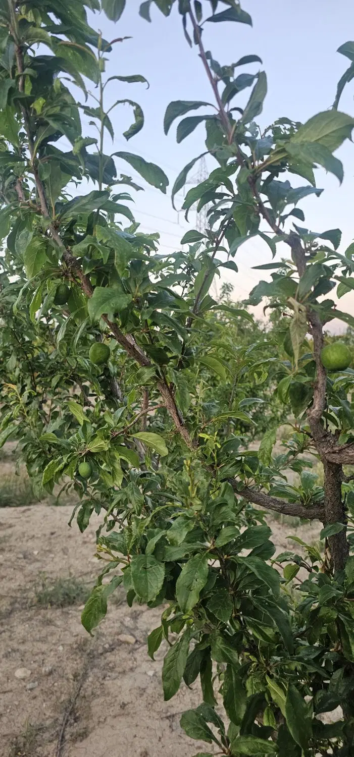باغ و باغچه به متراژ ۵۰۰ متر با سند و آب سهمیه