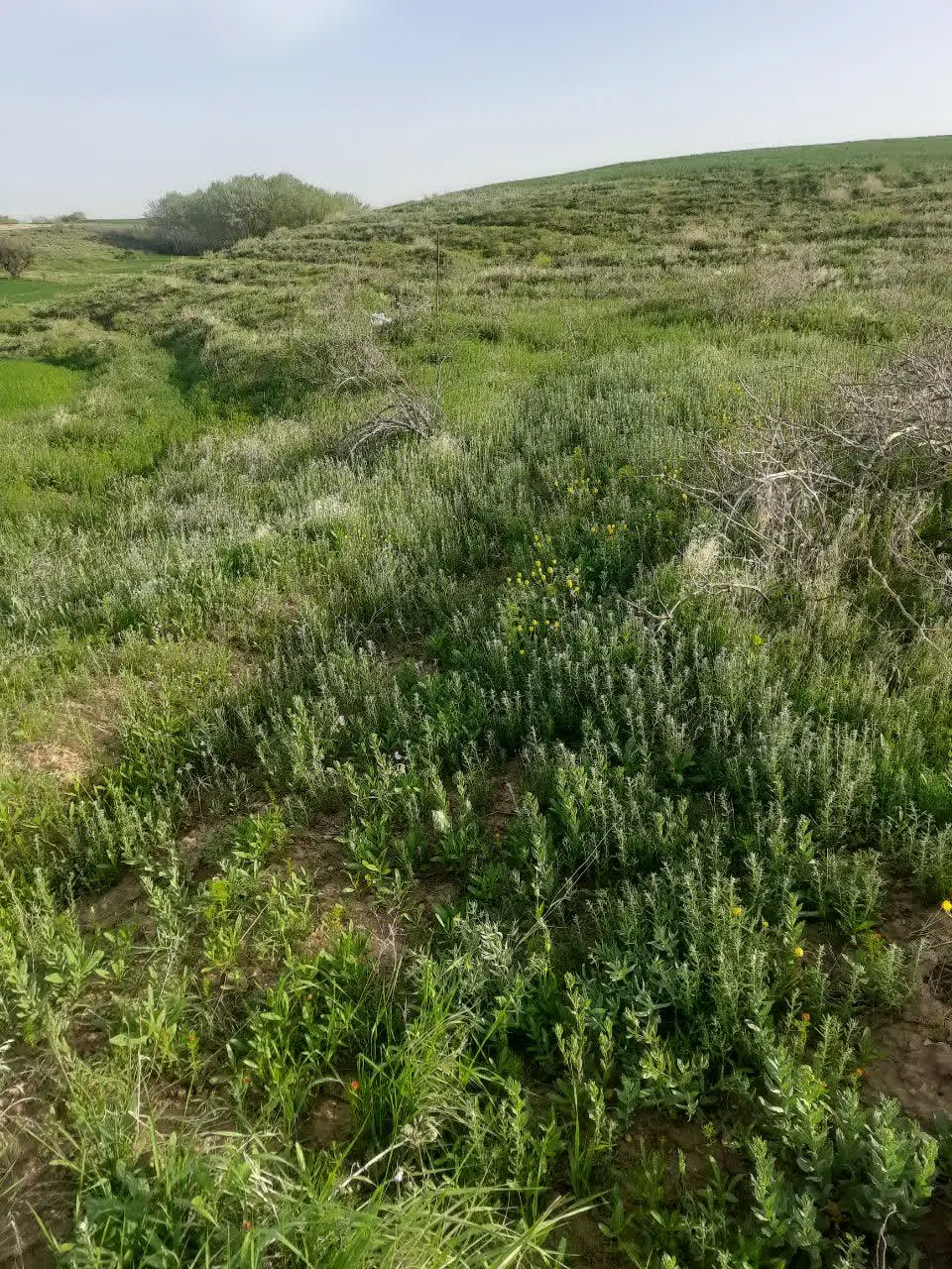 زمین مسکونی در جاده قزوین رشت