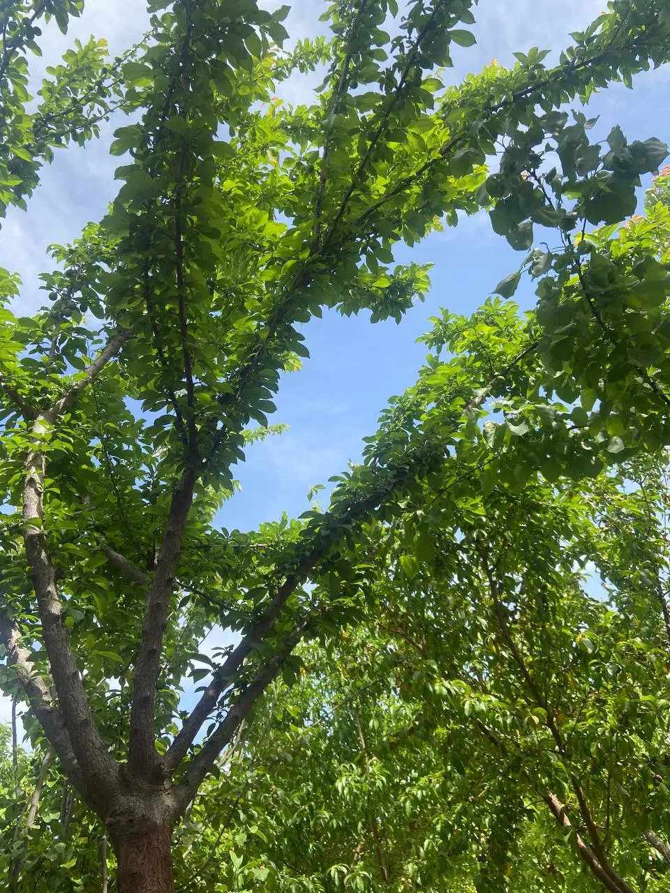 باغچه ۵۰۰ متری