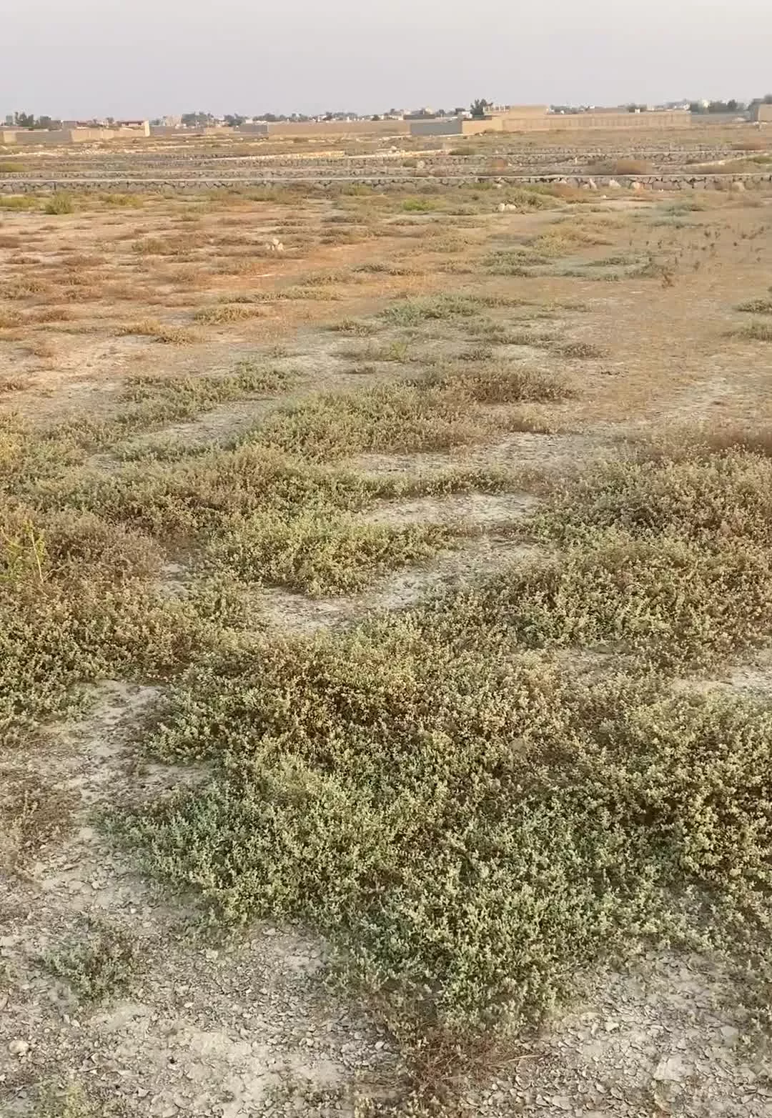 زمین مسکونی