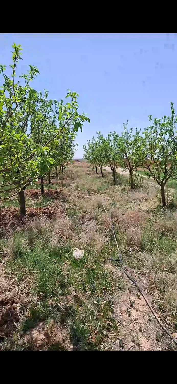 ۱۰۰۰متر باغ سیب