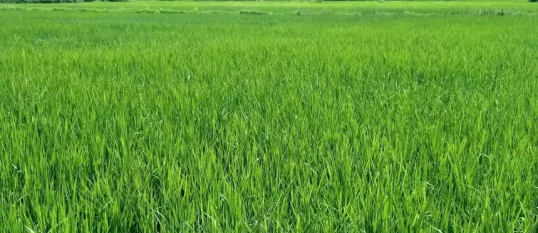 فروش زمین کشاورزی بمساحت ۵۰۰۰ متر مربع