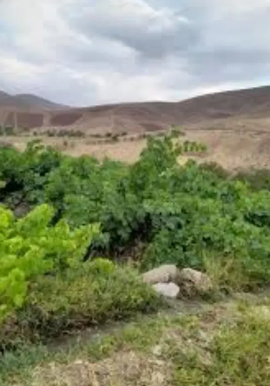 فروش باغ