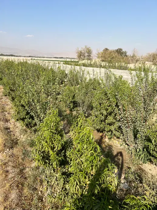 ۴۹۰ متر باغچه