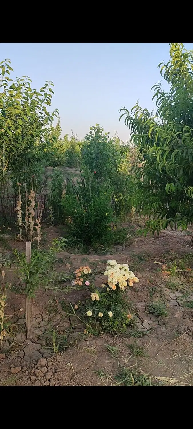باغ