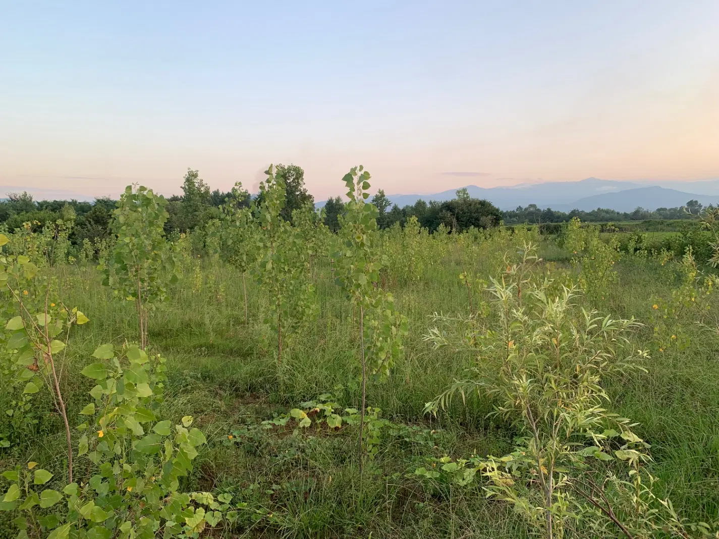 زمین ۳۵۰۰ متری باغی مسکونی روستای تکرم شفت