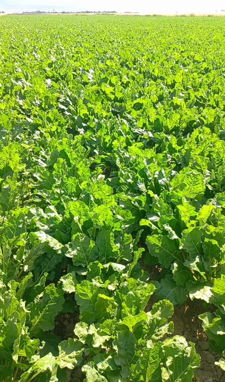 اجاره زمین کشاورزی برای زعفران
