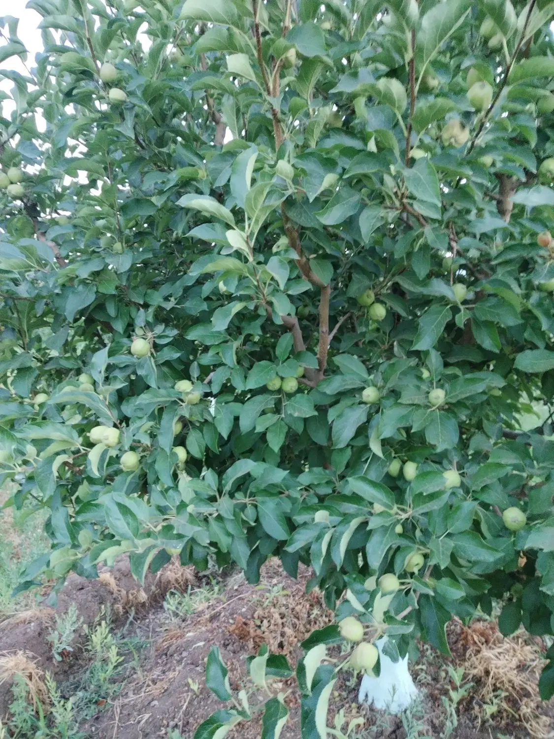 باغ سیب مرگور روستای هفت آباد 6500 متر