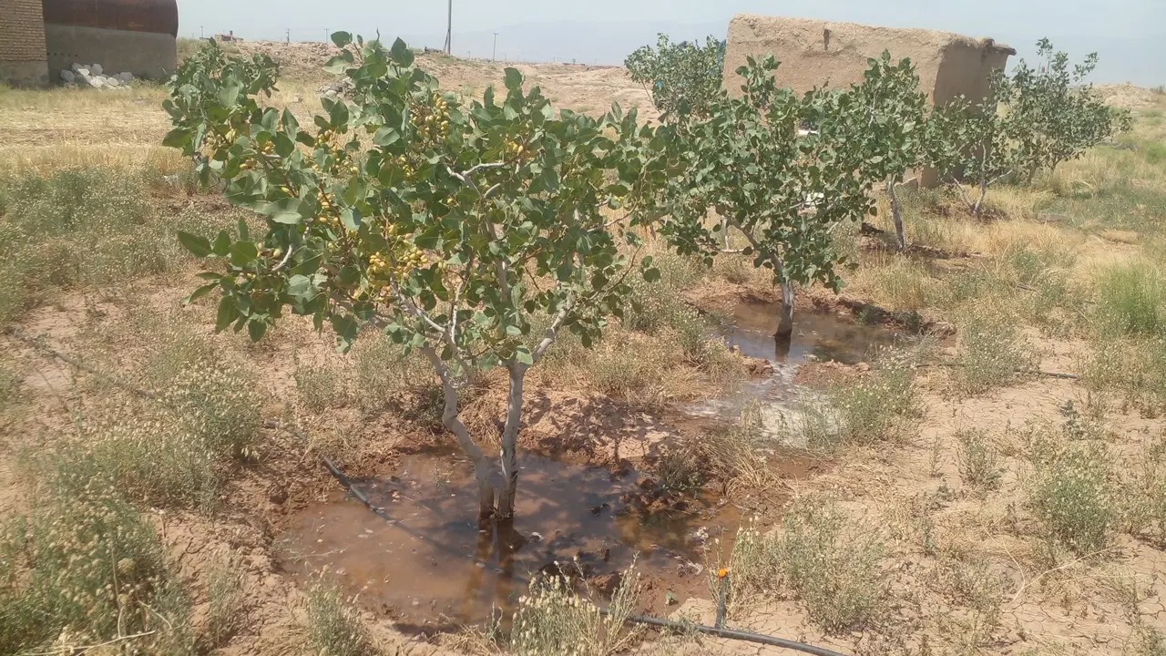 باغ پسته چهار صددرخته پسته و حدود پنجاه تا زرشک