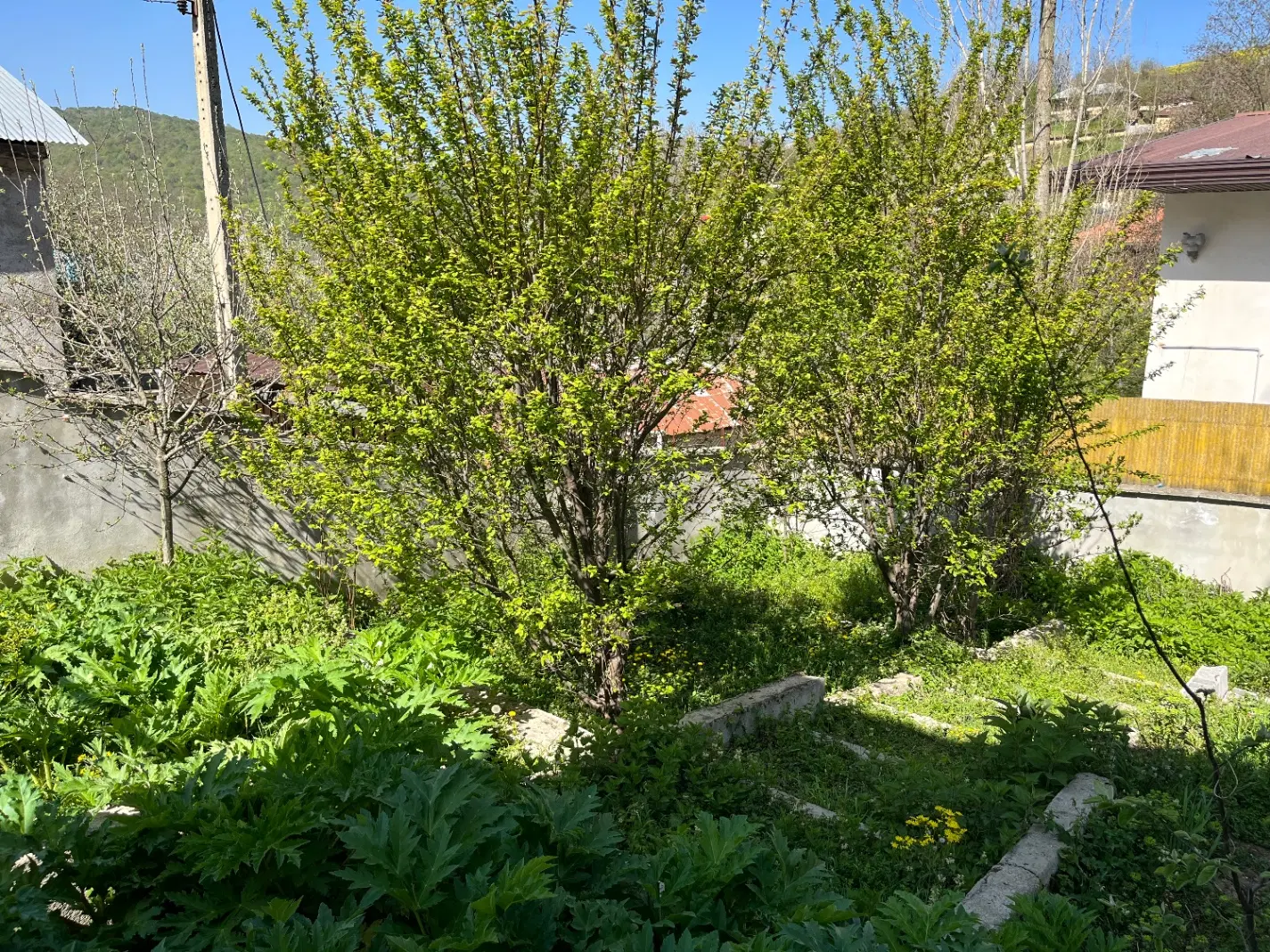 باغ فروشی
